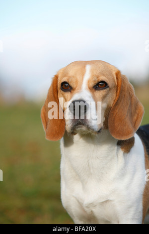 Beagle (Canis lupus f. familiaris), portrait, Germany Stock Photo