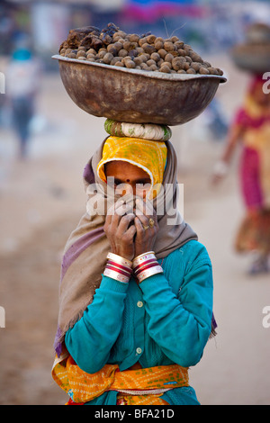 Rajput girl carrying camel dung for biofuel at the Camel Fair in Pushkar in Rajasthan India Stock Photo