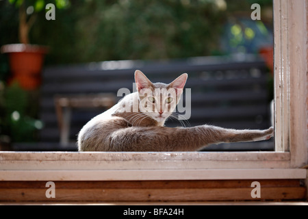 domestic cat, house cat, Oriental Shorthair (Felis silvestris f. catus), lying on the terrasse in front of the window grooming Stock Photo
