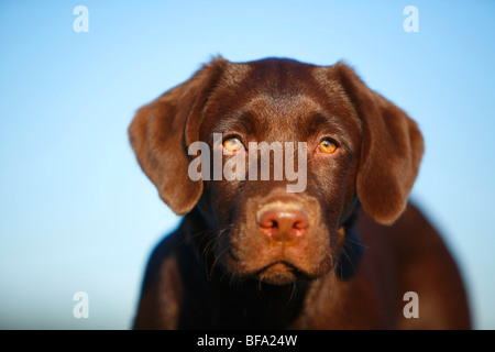 mixed breed dog (Canis lupus f. familiaris), puppy of Labrador mix, portrait, Germany Stock Photo