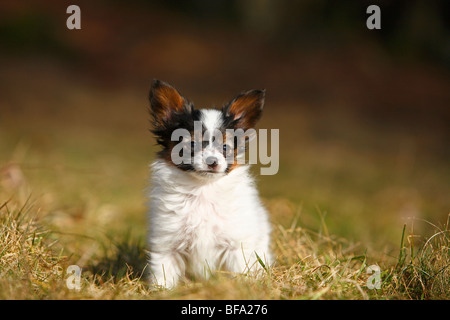 Papillon (Canis lupus f. familiaris), puppy sitting in a meadow, Germany Stock Photo