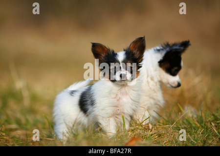 Papillon (Canis lupus f. familiaris), two puppies sitting in a meadow, Germany Stock Photo