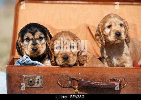 English Cocker Spaniel (Canis lupus f. familiaris), puppies sitting in an old suitcase Stock Photo