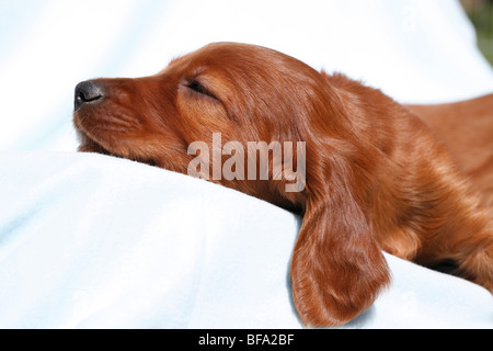 Irish Red Setter, Irish Setter (Canis lupus f. familiaris), puppy lying on a blue blanket sleeping Stock Photo