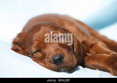 Irish Red Setter, Irish Setter (Canis lupus f. familiaris), puppy lying on a blue blanket sleeping Stock Photo