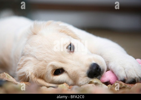 Golden Retriever (Canis lupus f. familiaris), puppy lying on the ground nibbling a cuddly toy Stock Photo