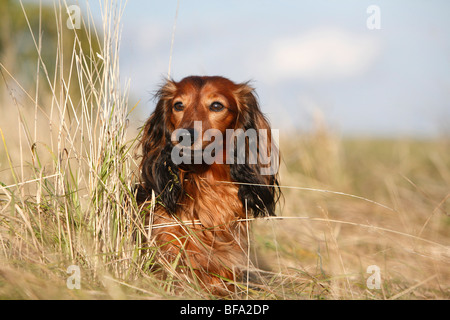Long-haired Dachshund, Long-haired sausage dog, domestic dog (Canis lupus f. familiaris), male sitting in high grass, Germany Stock Photo