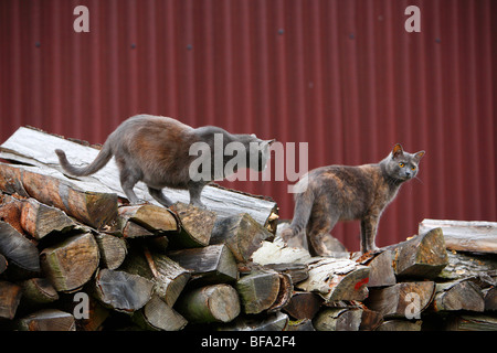 domestic cat, house cat (Felis silvestris f. catus), two one year old animals climbing on a stack of wood, Germany Stock Photo