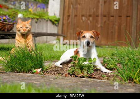 Kromfohrlaender (Canis lupus f. familiaris), lying in a flowerbed beside a cat Stock Photo