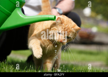 domestic cat, house cat, European Shorthair (Felis silvestris f. catus), playing with the water jet from a watering can Stock Photo