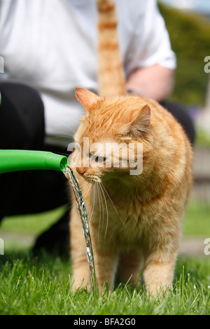 domestic cat, house cat, European Shorthair (Felis silvestris f. catus), playing with the water jet from a watering can Stock Photo