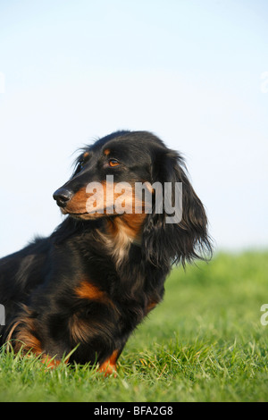 Dachshund, sausage dog, domestic dog (Canis lupus f. familiaris), black-red individual sitting in a meadow, Germany Stock Photo