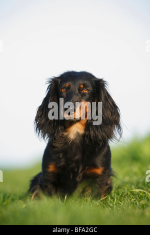 Dachshund, sausage dog, domestic dog (Canis lupus f. familiaris), black-red individual sitting in a meadow, Germany Stock Photo
