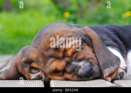 Basset Hound (Canis lupus f. familiaris), puppy lying on a terrace sleeping , Germany Stock Photo