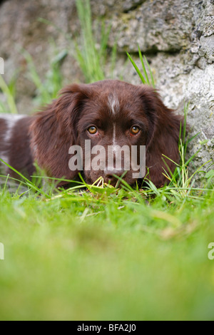 Small Munsterlander (Canis lupus f. familiaris), puppy lying in the grass, Germany Stock Photo