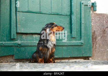 Long-haired Dachshund, Long-haired sausage dog, domestic dog (Canis lupus f. familiaris), sitting in front of a green wooden do Stock Photo