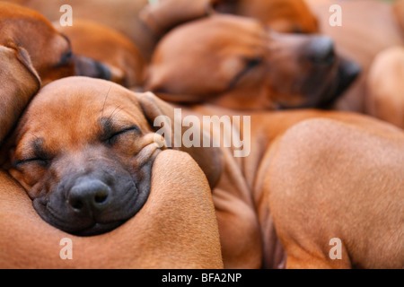 Rhodesian Ridgeback (Canis lupus f. familiaris), several eight weeks old puppies sleeping cuddled together Stock Photo