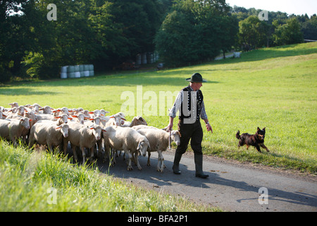 Shepherd with sheep dogs leading his flock of sheep from grazing in the ...