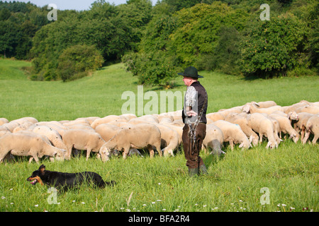 Gelbbacke (Canis lupus f. familiaris), shepherd at his flock of sheep with a Gelbbacke, an old German sheepdog, securing one si Stock Photo