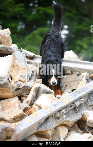 Bernese Mountain Dog (Canis lupus f. familiaris), climbing on rubble of a demolished house Stock Photo