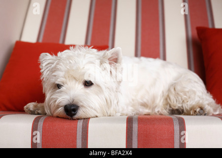 West Highland White Terrier (Canis lupus f. familiaris), male lying in a beach chair Stock Photo