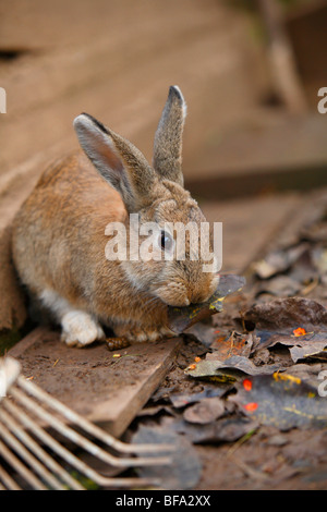 domestic rabbit (Oryctolagus cuniculus f. domestica), eating a withered leaf, Germany Stock Photo