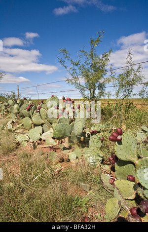 Cactus and barbed wire is plentiful in panhandle and west Texas Stock Photo