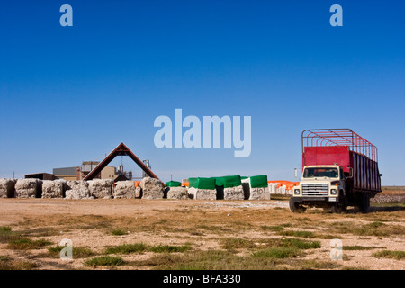 Cotton modules with multcolored tarp is moved with a module truck to the processing area at a cotton gin in Lamesa, Texas,U.S.A. Stock Photo