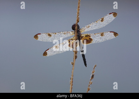 Calico Pennant (Celithemis elisa), covered in dew, Howell Woods Environmental Learning Center, Four Oaks, North Carolina, USA Stock Photo