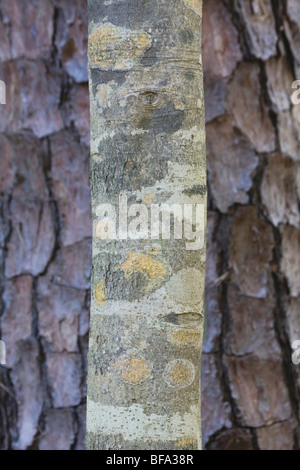 American Beech (Fagus grandifolia), in front of pine tree, North Carolina, USA Stock Photo