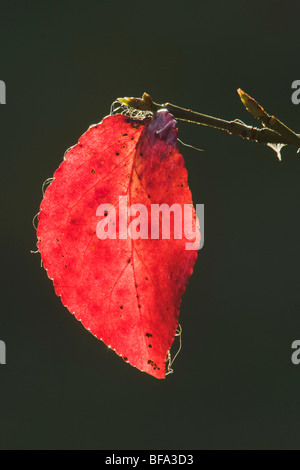 Strawberry-bush (Euonymus americanus), leaves, Raven Rock State Park, Lillington, North Carolina, USA Stock Photo