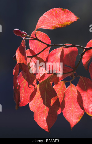 Strawberry-bush (Euonymus americanus), leaves, Raven Rock State Park, Lillington, North Carolina, USA Stock Photo