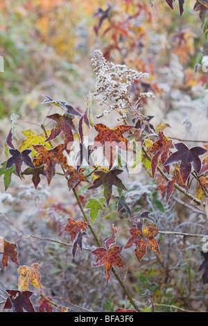 American Sweetgum (Liquidambar styraciflua), leaves frost covered, Lillington, North Carolina, USA Stock Photo