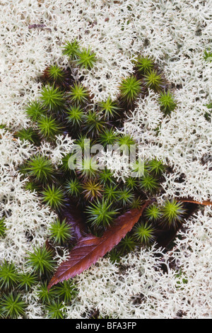 Reindeer lichen (Cladonia rangiferina) and Shining clubmoss , Rolesville Millpond Natural Area, Rolesville, North Carolina, USA Stock Photo