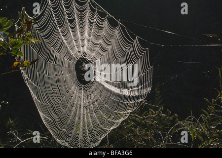 Spider web covered in dew, Lillington, North Carolina, USA Stock Photo