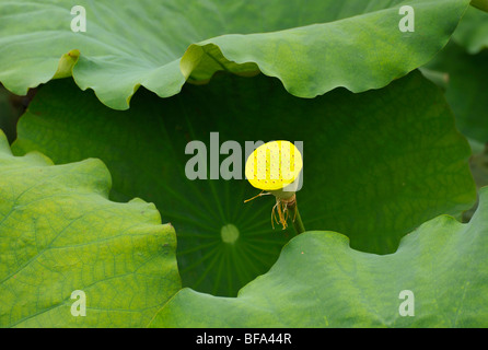 A yellow water lily in the lake at Beihai Park with Qionghua (Jade Flower Island), Beijing CN Stock Photo