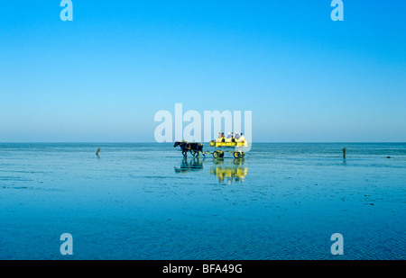 travelling by horse-drawn carriage through mud flats from Duhnen to Holm Neuwerk, Cuxhaven, Lower Saxony, Germany Stock Photo