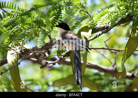 Azure Winged Magpie Cyanopica cyana Perched in Tree Monfrague National Park Spain Stock Photo