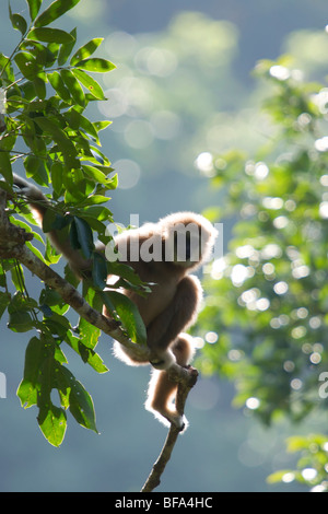 A wild Lar Gibbon (Hylobates lar), also known as the White-handed Gibbon, is a primate in the Hylobatidae or gibbon family. Stock Photo