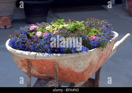 Flowers planted in a concrete-stained wheelbarrow to create a pleasant decorative display. Stock Photo