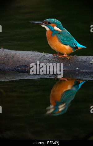 Kingfisher, Alcedo atthis, On log with reflection, Worcestershire, Oct 2009 Stock Photo