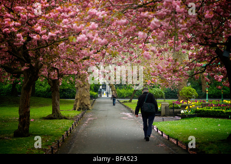 People walking under cherry blossom trees in Stephens Green park in Dublin city center Ireland Stock Photo