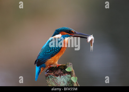 Kingfisher, Alcedo atthis, On post with fish, Worcestershire, Oct 2009