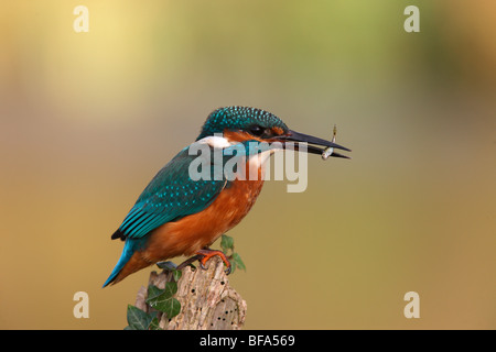 Kingfisher, Alcedo atthis, On post with fish, Worcestershire, Oct 2009