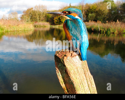 Kingfisher, Alcedo atthis, On post, Worcestershire, Oct 2009