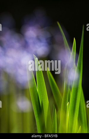Endymion non-scriptus -out of focus Blue bells with flag iris leaves against black background Stock Photo