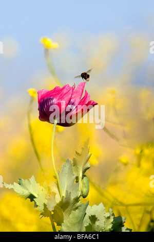 papaver rhoeas - Red poppy flower blowing in the wind with bumble bee hovering above, yellow and blue background Stock Photo