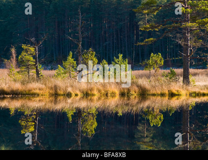 The Uath Lochs in Inshriach Forest Kincraig, Strathspey Inverness-shire Scotland.  SCO 5525 Stock Photo