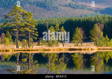 The Uath Lochs in Inshriach Forest Kincraig, Strathspey Inverness-shire Scotland.  SCO 5527 Stock Photo