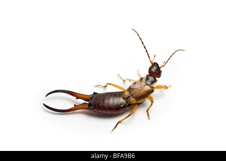 A close-up of a common male earwig ( Forficula auricularia ), on a white background. Stock Photo